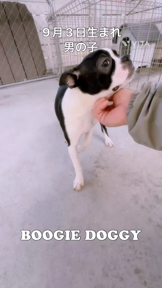 ⁡触られるのがとっても大好きなボストンテリアの男の子🥰