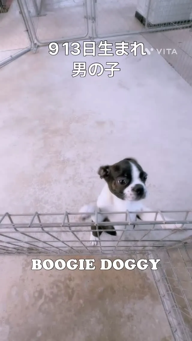 @boogie_doggy9944👈フォローして最新情報をG...