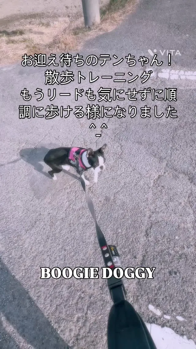@boogie_doggy9944👈フォローして最新情報をG...