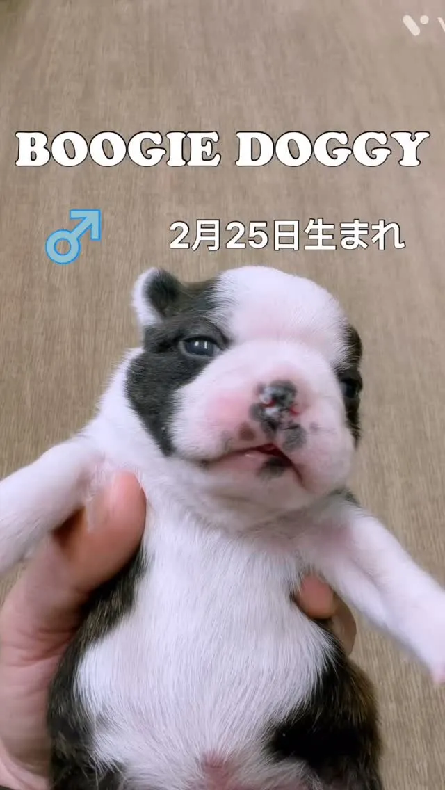 2月25日生まれの子も目が開いてきました😊