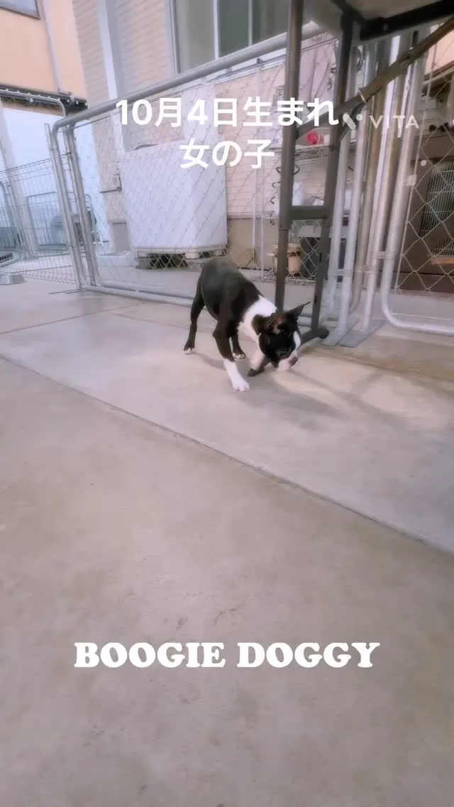 @boogie_doggy9944👈