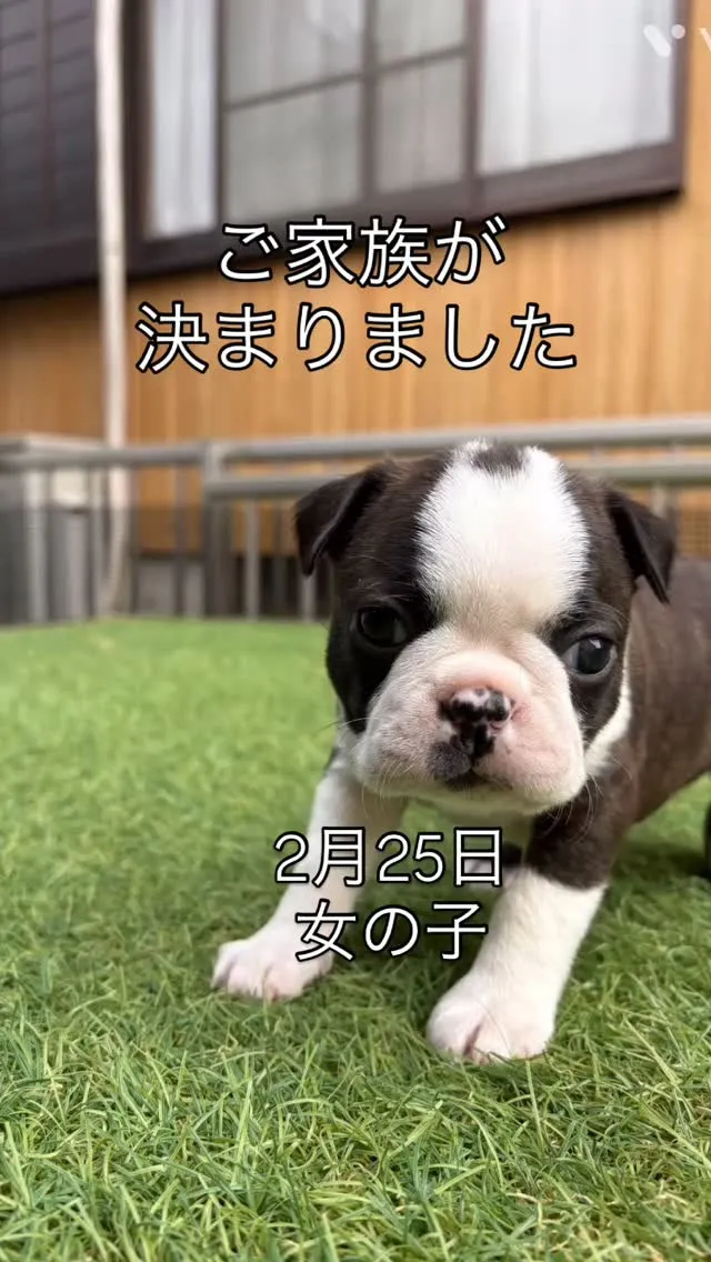 @boogie_doggy9944👈