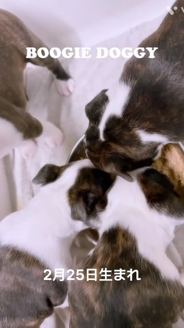 @boogie_doggy9944👈