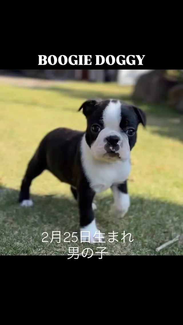 @boogie_doggy9944👈