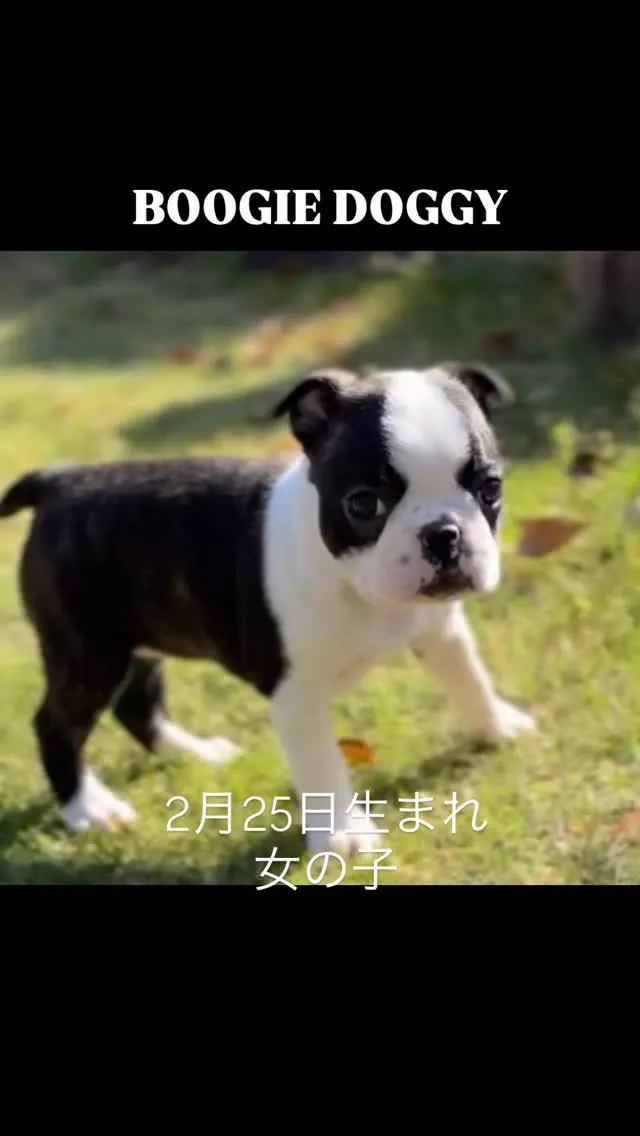 @boogie_doggy9944👈