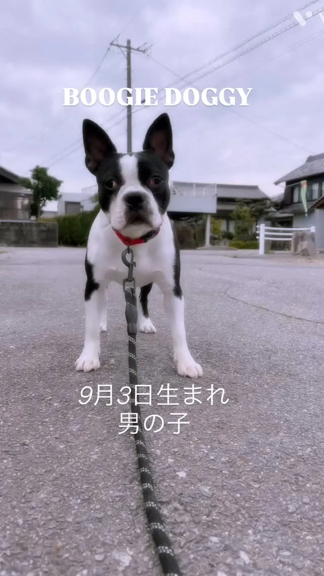 もうすぐ生後8ヶ月の男の子です🐶