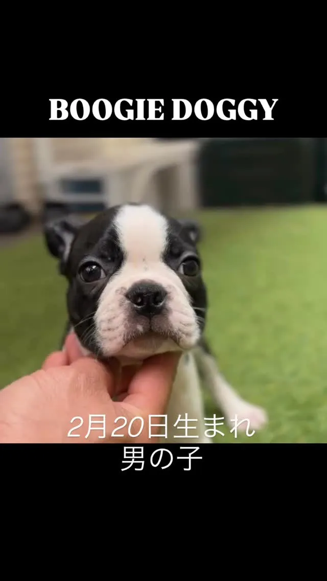とっても可愛いボストンテリアのパピーちゃん😍