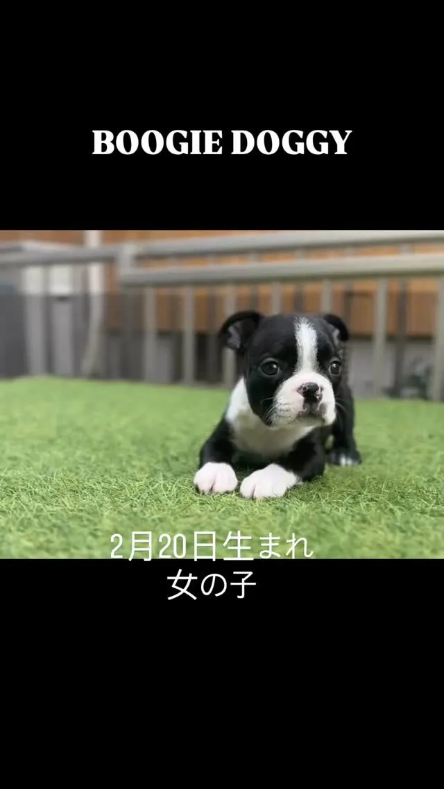@boogie_doggy9944👈