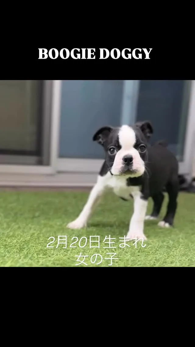 @boogie_doggy9944👈