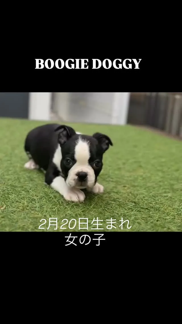 @boogie_doggy9944👈