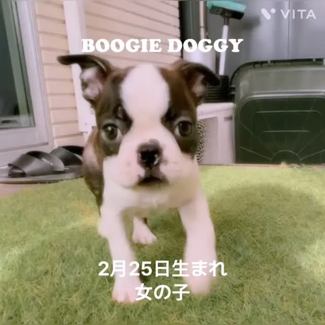 @boogie_doggy9944👈