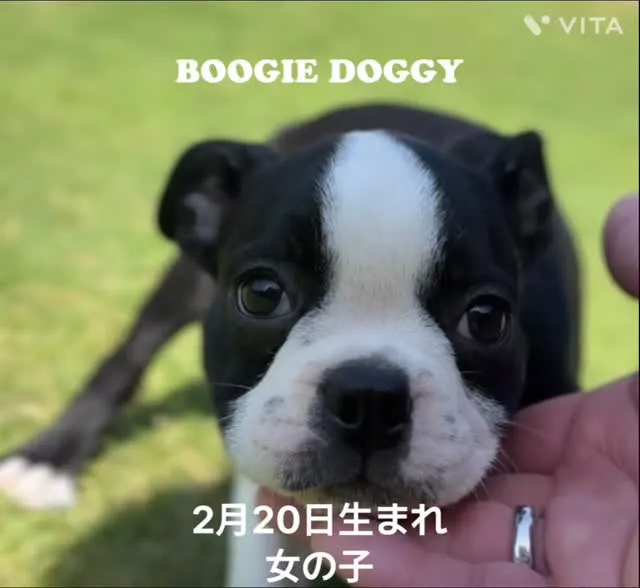 @boogie_doggy9944👈