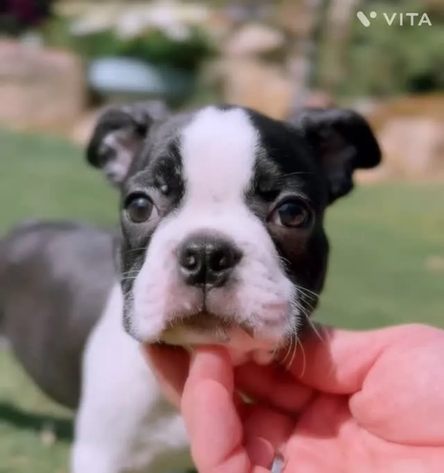 @boogie_doggy9944👈