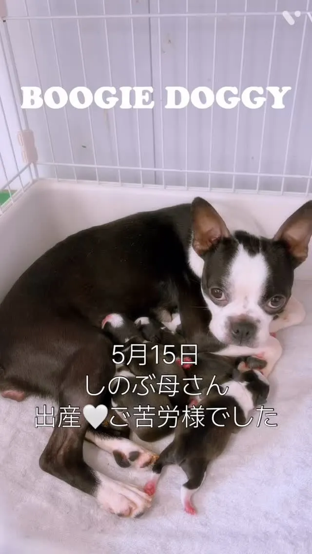 だいぶ小さく産まれたのでしっかり成長出来るようにお世話頑張り...