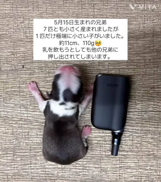 5月15日産まれの７兄妹で1人だけ異常に小さく産まれました。