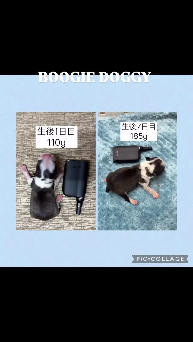 小さく産まれて心配でしたが１週間順調に成長中です☺️