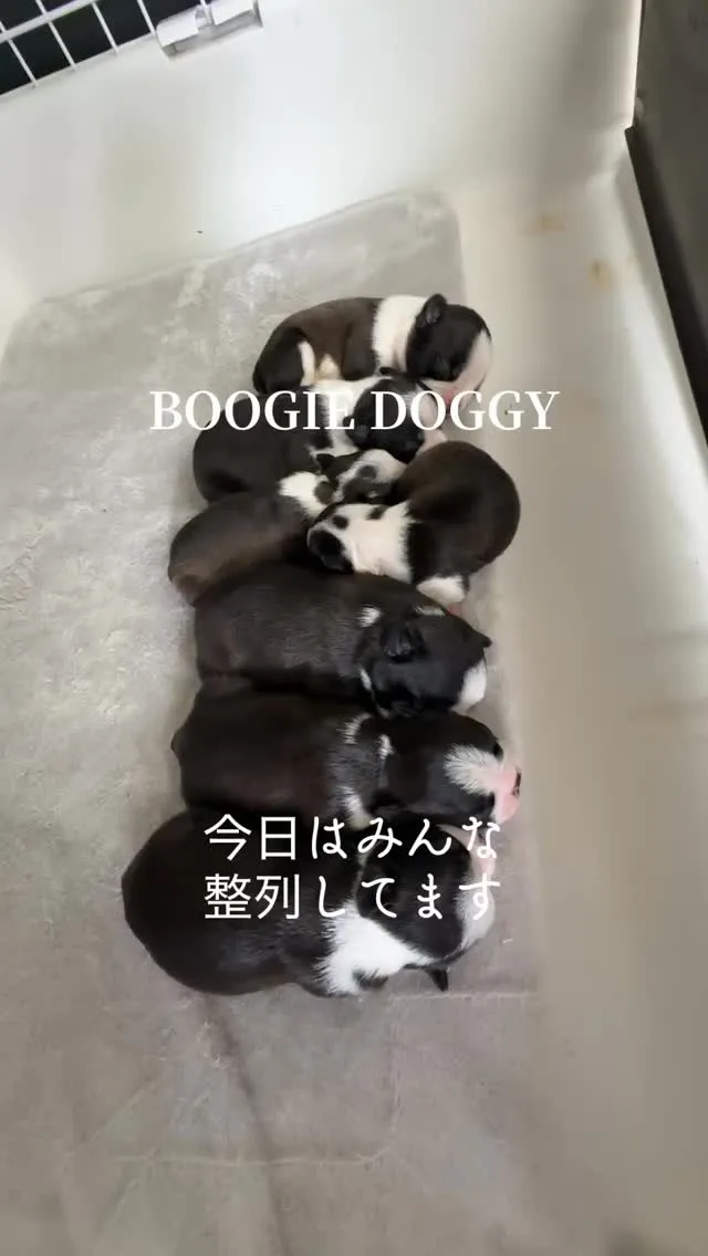 @boogie_doggy9944👈
