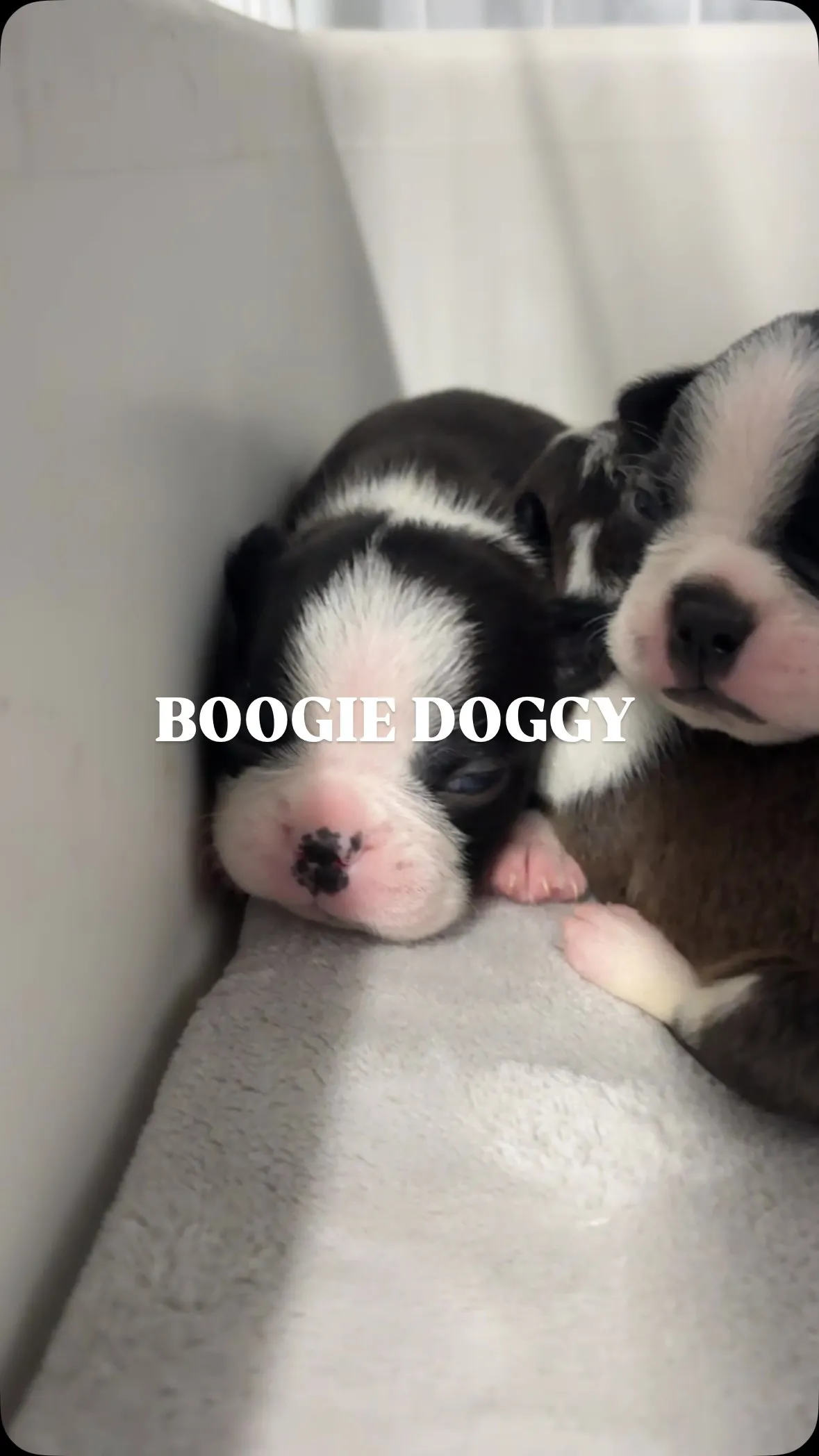 5月15日生まれの子犬たち🐶みんな目が開いてきました^_^