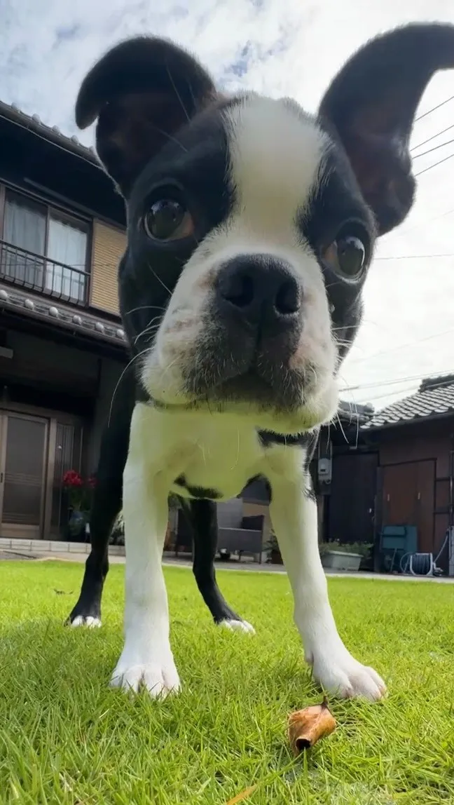2月20日産まれの女の子です🐶