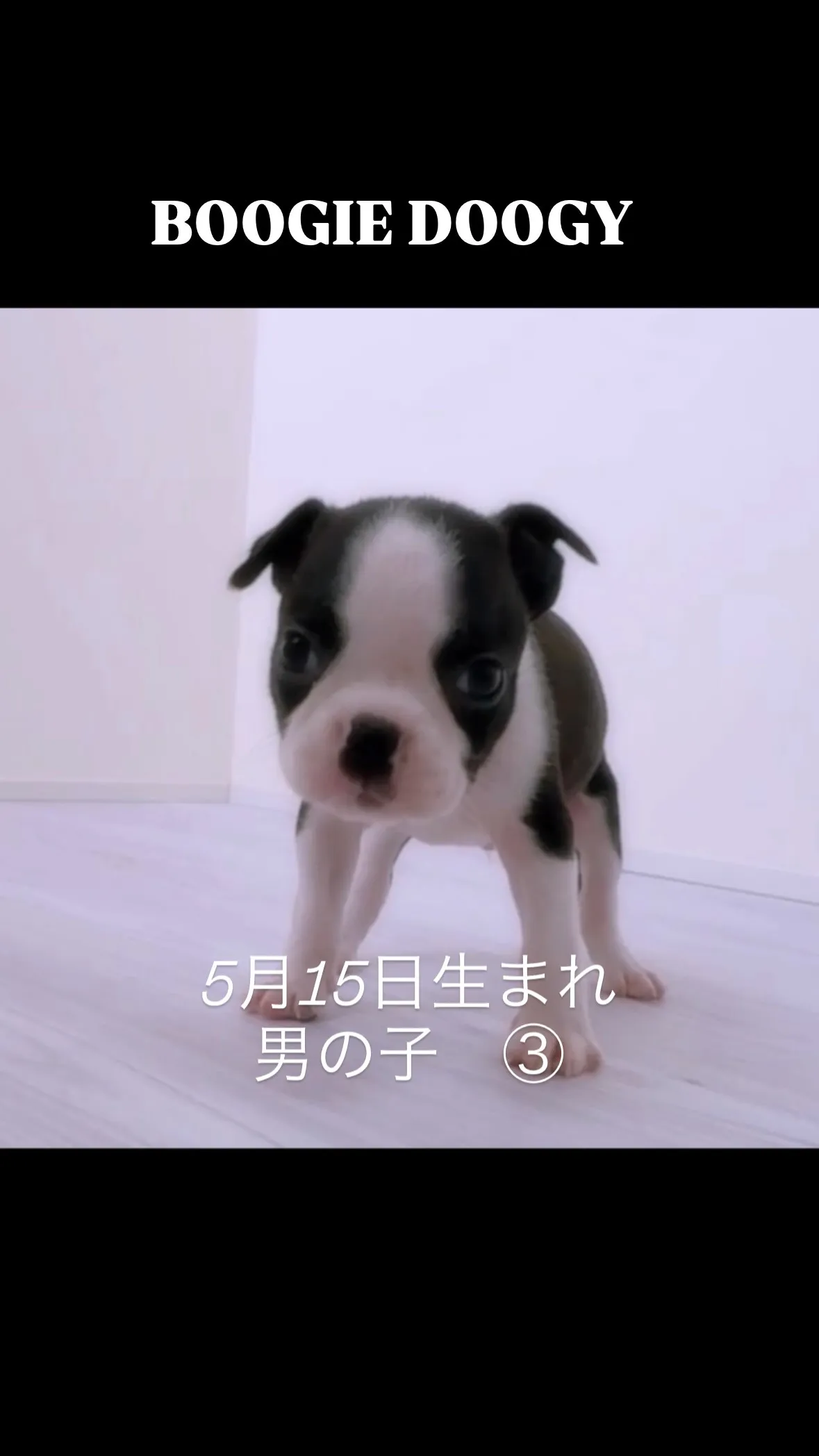 @boogie_doggy9944👈