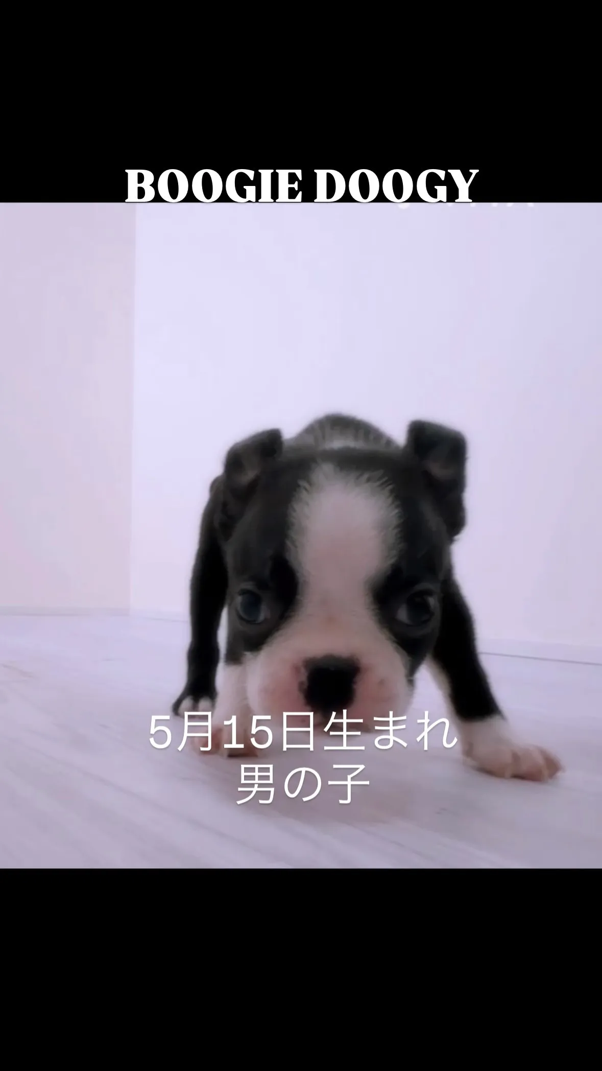 @boogie_doggy9944👈