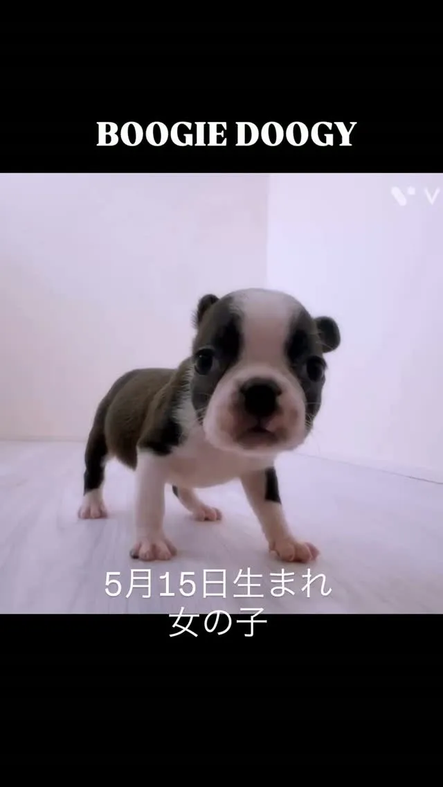 @boogie_doggy9944👈