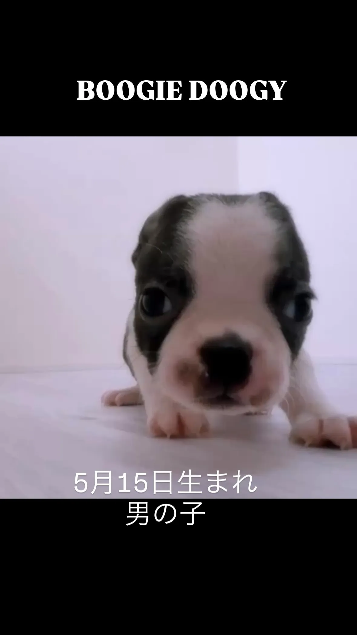 @boogie_doggy9944👈