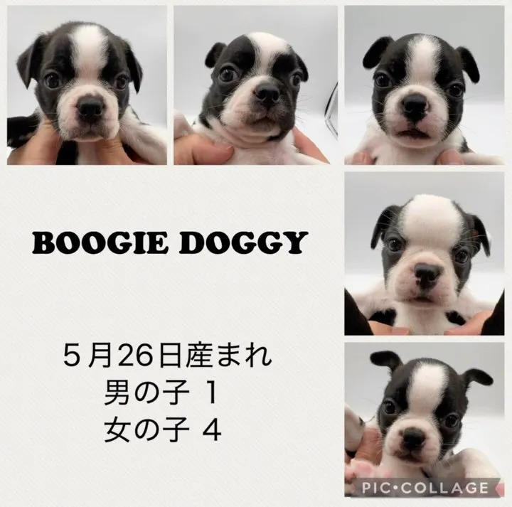 ５月26日産まれの兄妹です^_^