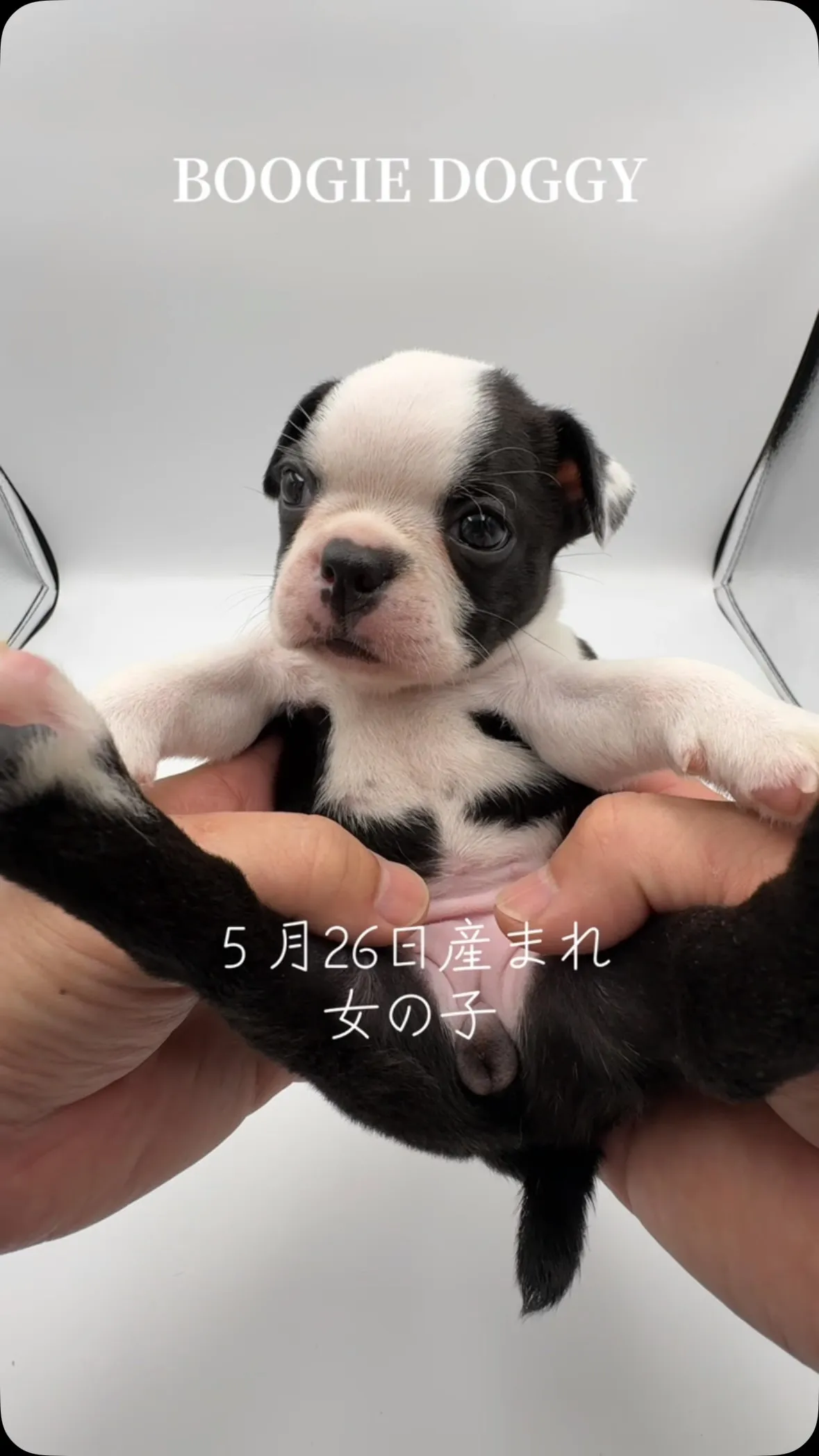 @boogie_doggy9944👈