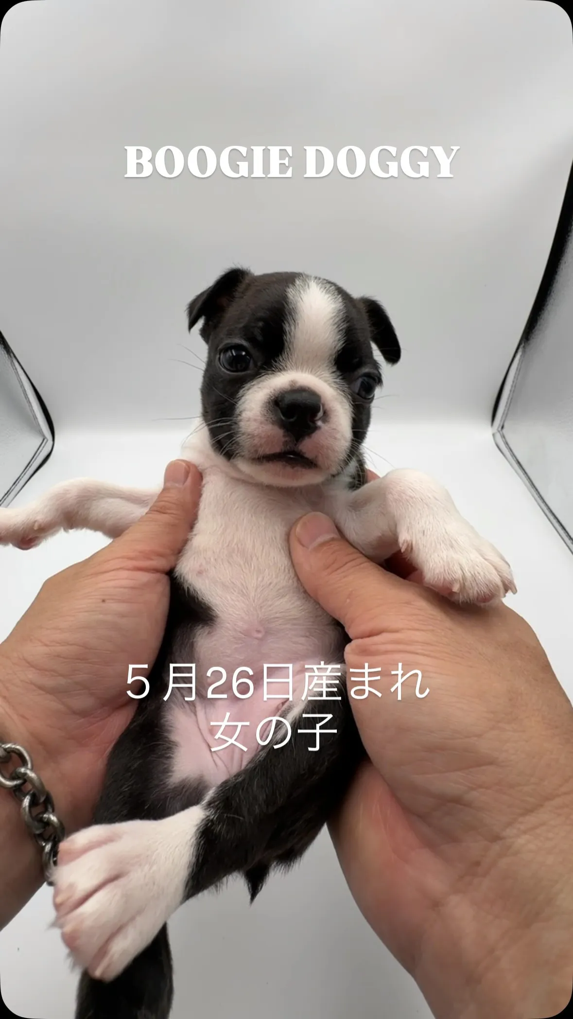 @boogie_doggy9944👈