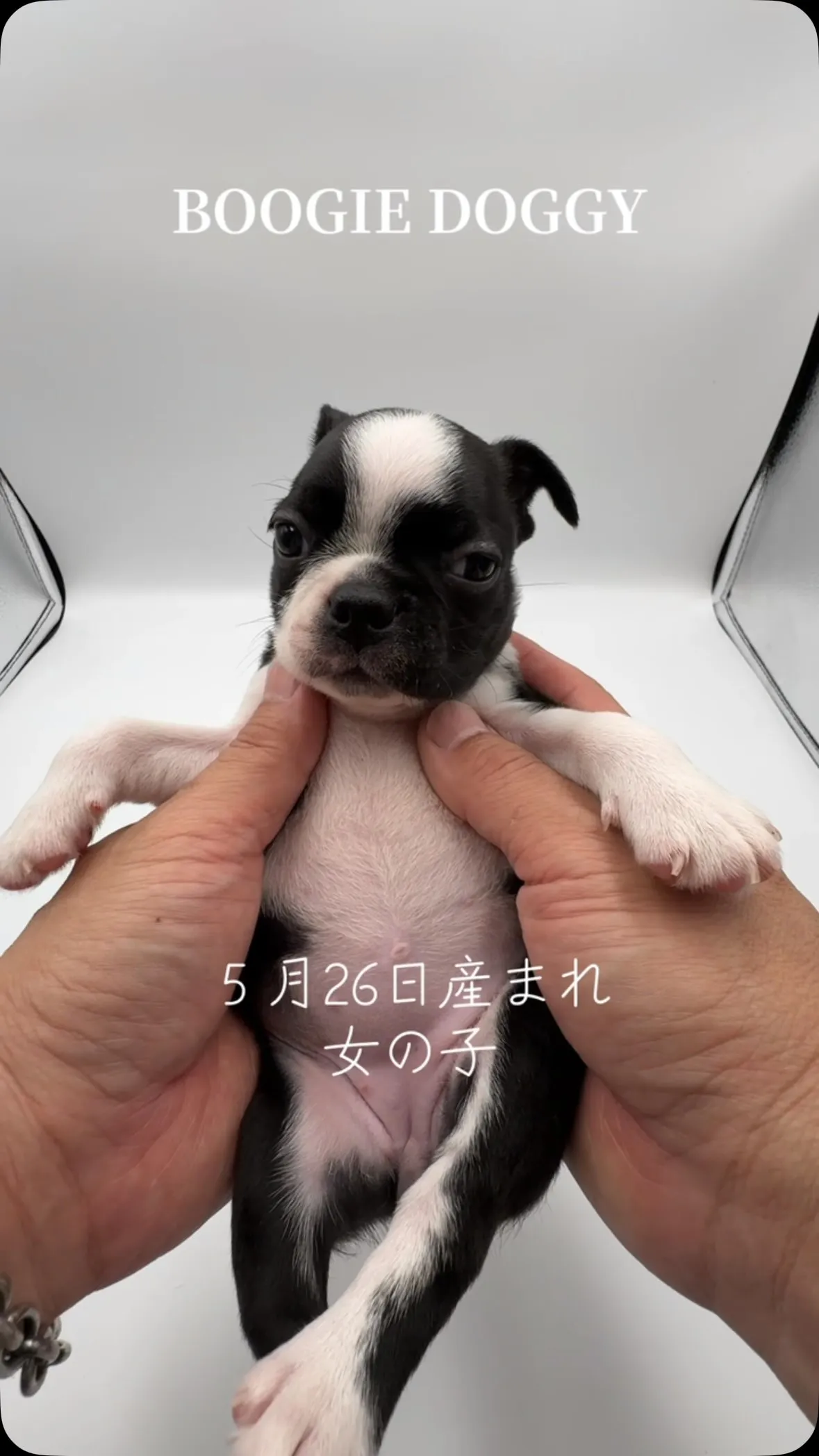 @boogie_doggy9944👈