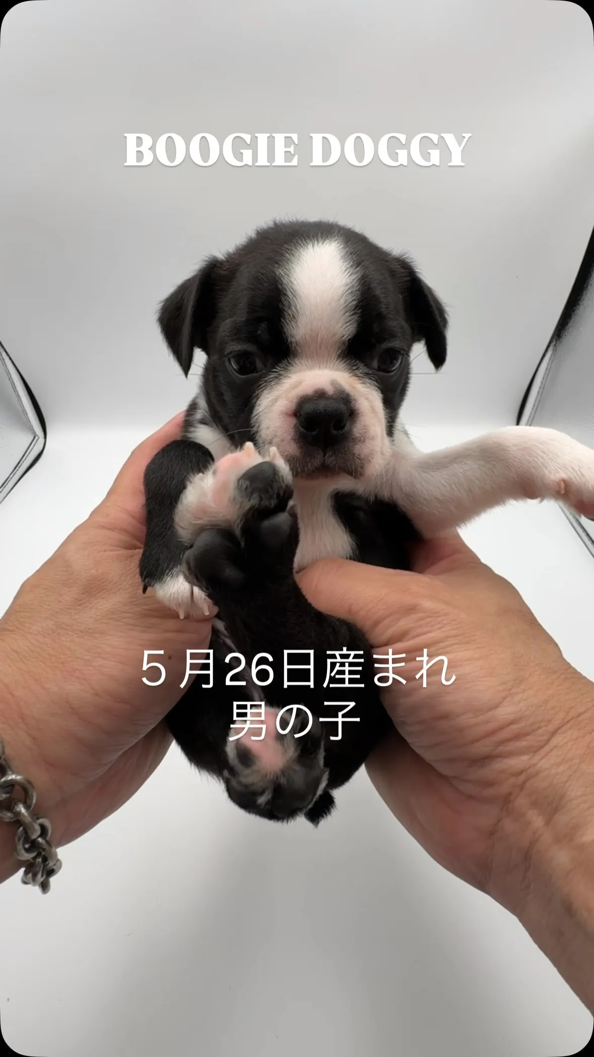 @boogie_doggy9944👈
