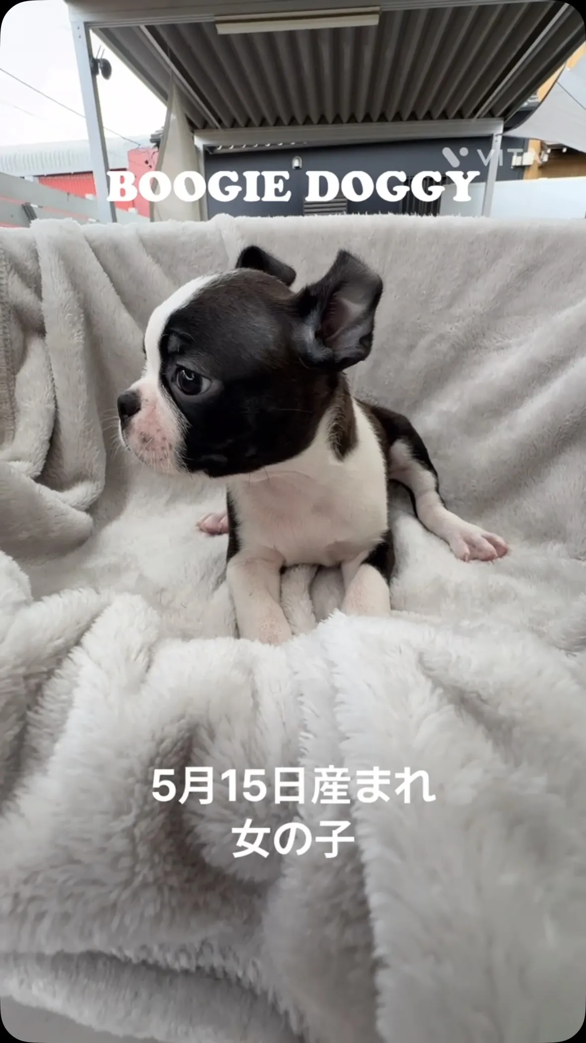 @boogie_doggy9944👈
